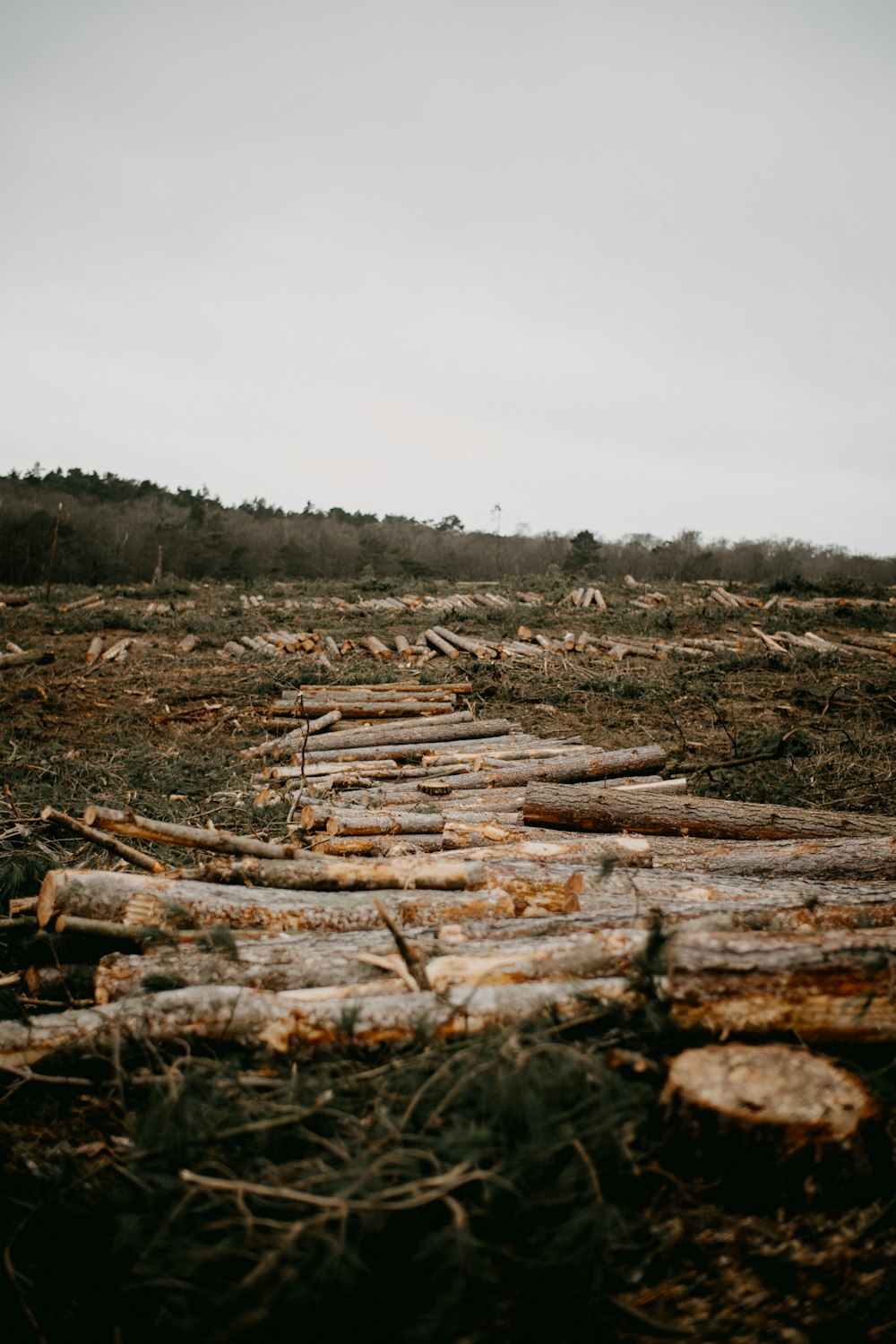 a bunch of logs that are laying on the ground