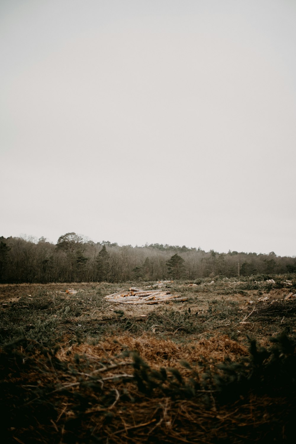 an empty field with trees in the background