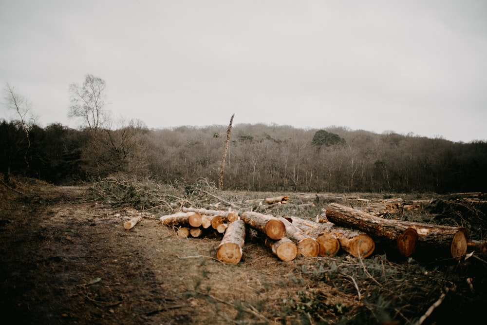 Un montón de troncos sentados en medio de un bosque