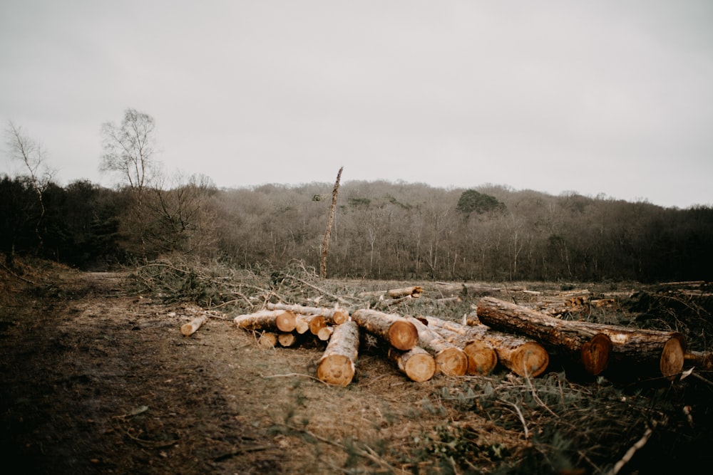 a pile of logs sitting in the middle of a forest