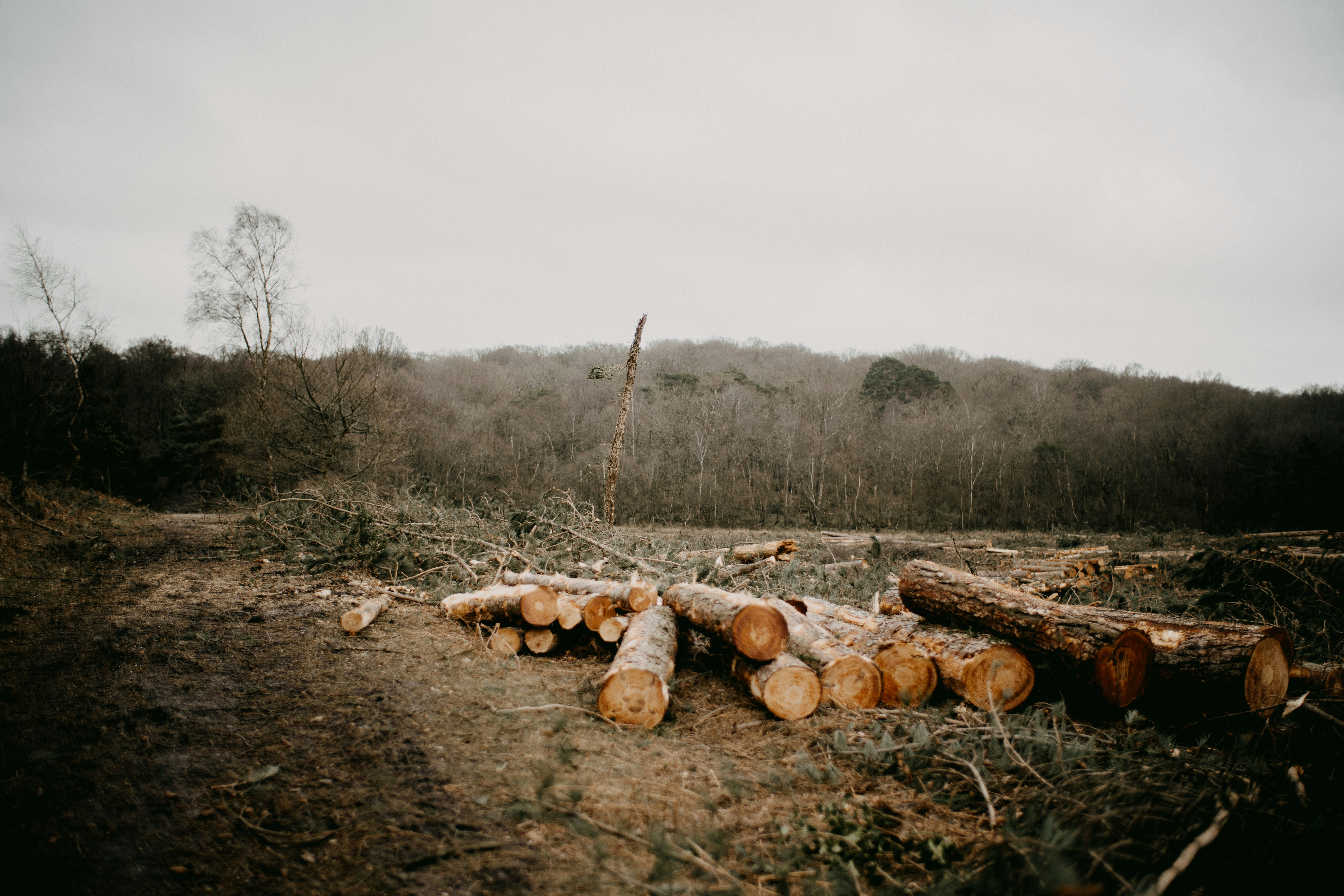 How Deforestation Fuels The Fire Of Global Warming