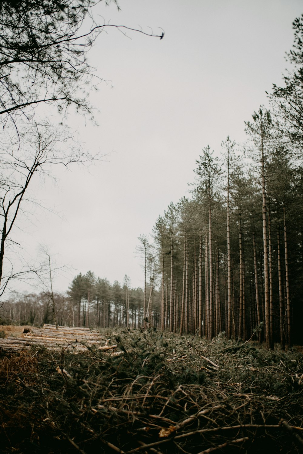 Une forêt remplie de grands arbres