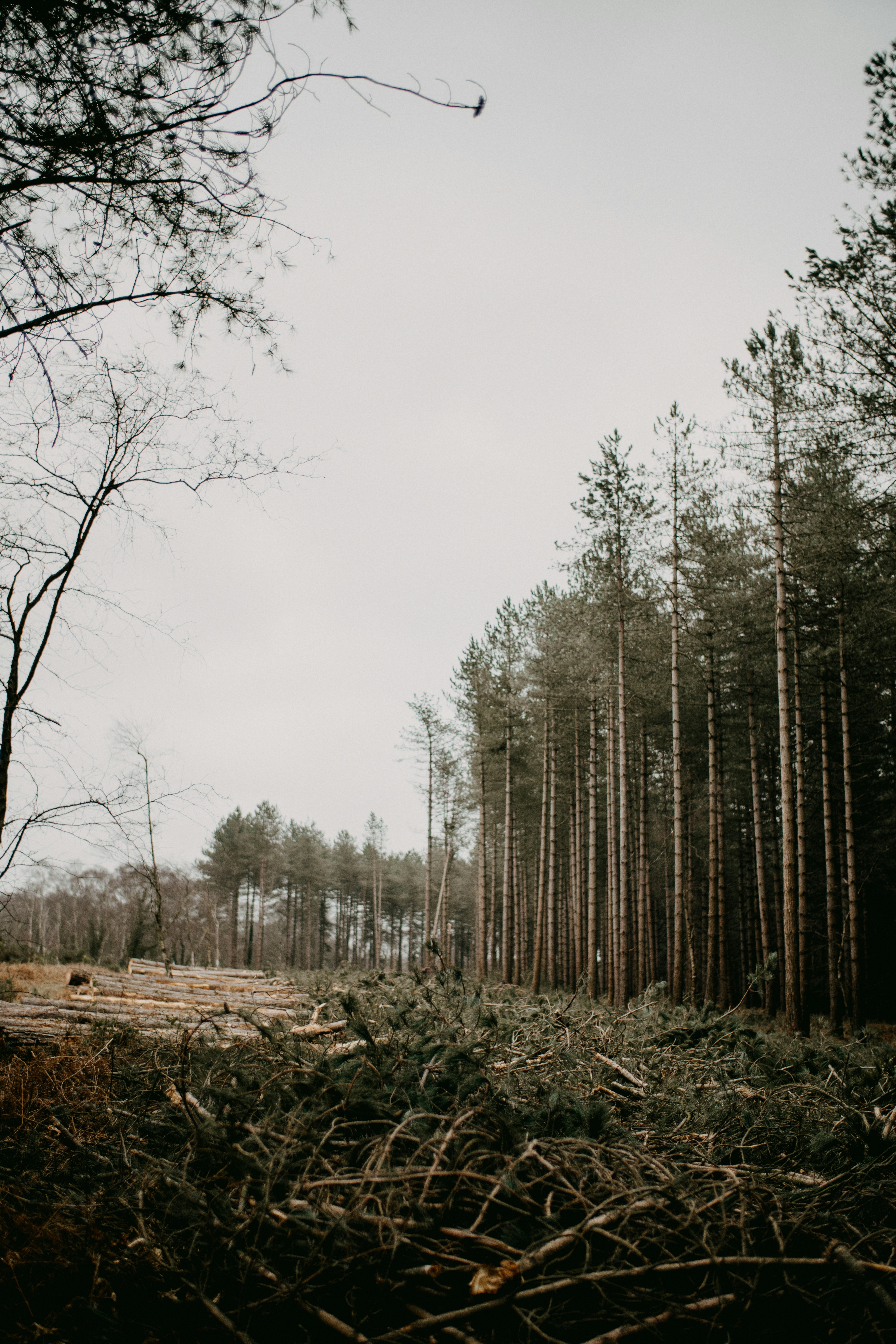 The Greenhouse Effect: How Deforestation Contributes To Global Warming