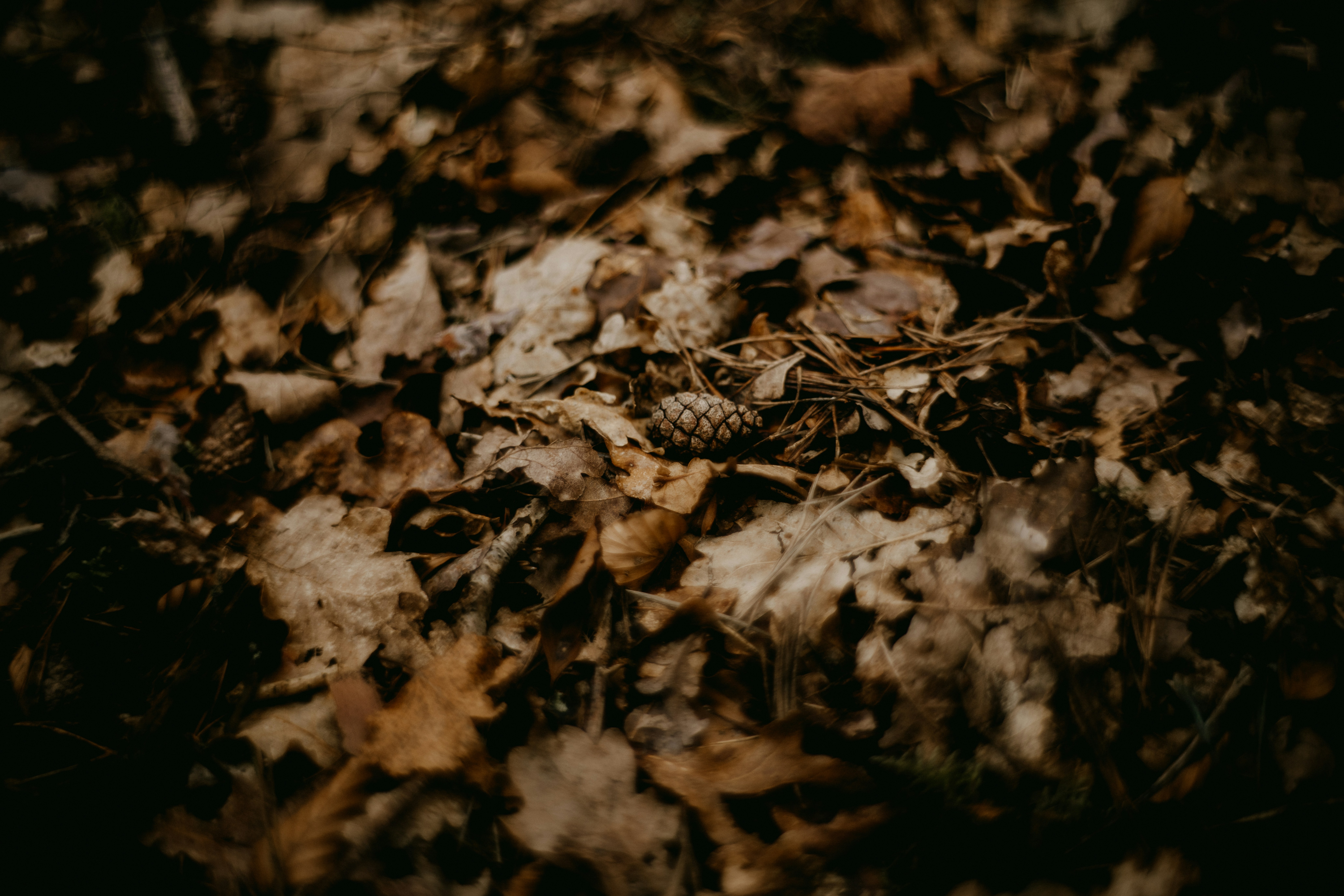 Photo by anniespratt