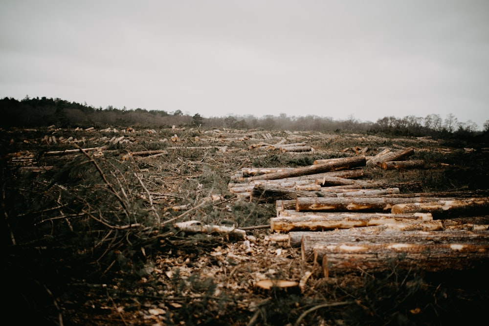 a pile of logs sitting in the middle of a forest