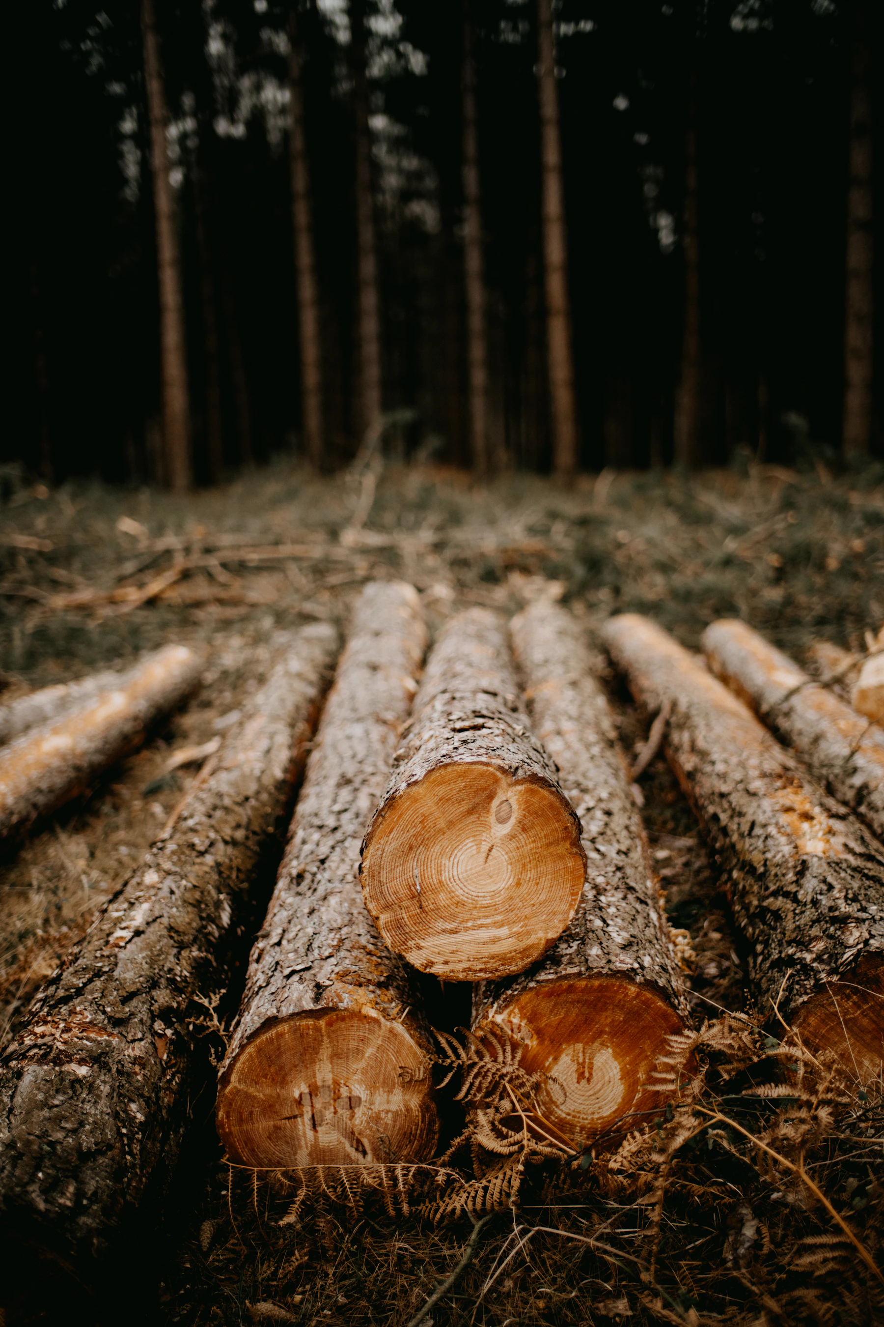 Freshly cut conifer logs lying side by side on the ground at the edge of a dark forest