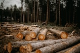 Several cut logs lie scattered on the forest floor, with tall trees standing in the background. The logs are arranged unevenly, suggesting recent logging activity. The scene is set in a dense forest with a slightly overcast sky, casting a muted light on the surroundings.