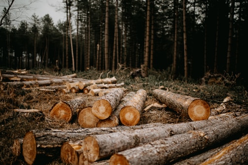 Several cut logs lie scattered on the forest floor, with tall trees standing in the background. The logs are arranged unevenly, suggesting recent logging activity. The scene is set in a dense forest with a slightly overcast sky, casting a muted light on the surroundings.