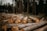Several cut logs lie scattered on the forest floor, with tall trees standing in the background. The logs are arranged unevenly, suggesting recent logging activity. The scene is set in a dense forest with a slightly overcast sky, casting a muted light on the surroundings.