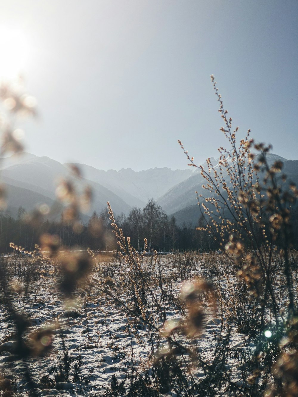 the sun shines brightly on a snowy field