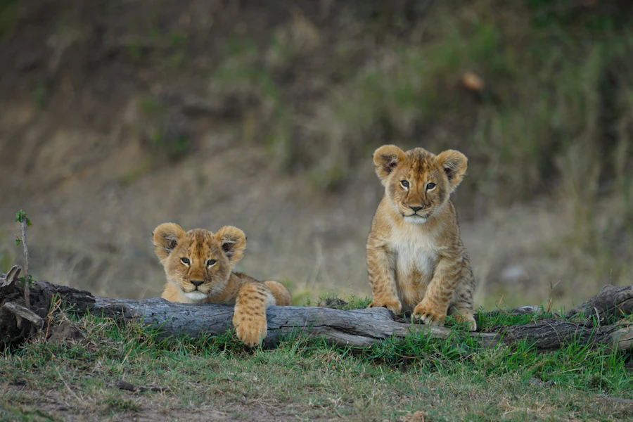 Two lion cubs sitting together on a fallen log in the grass