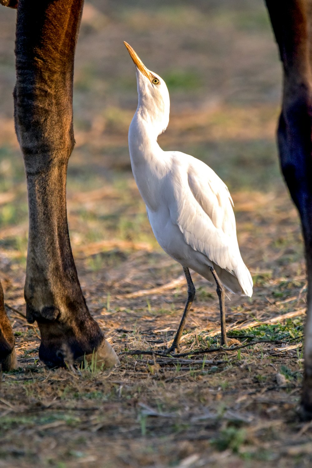 a white bird standing next to a brown horse