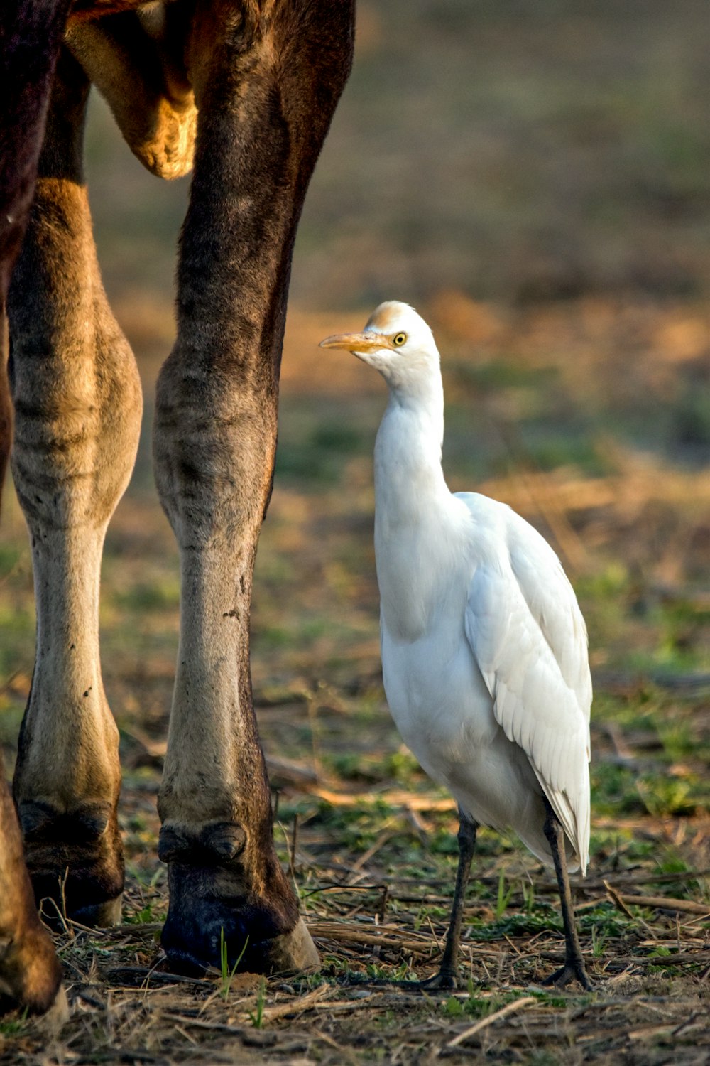 a white bird standing next to a brown horse