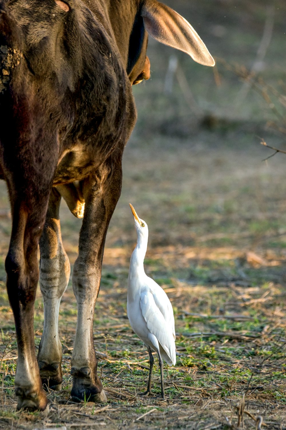 a white bird standing next to a cow
