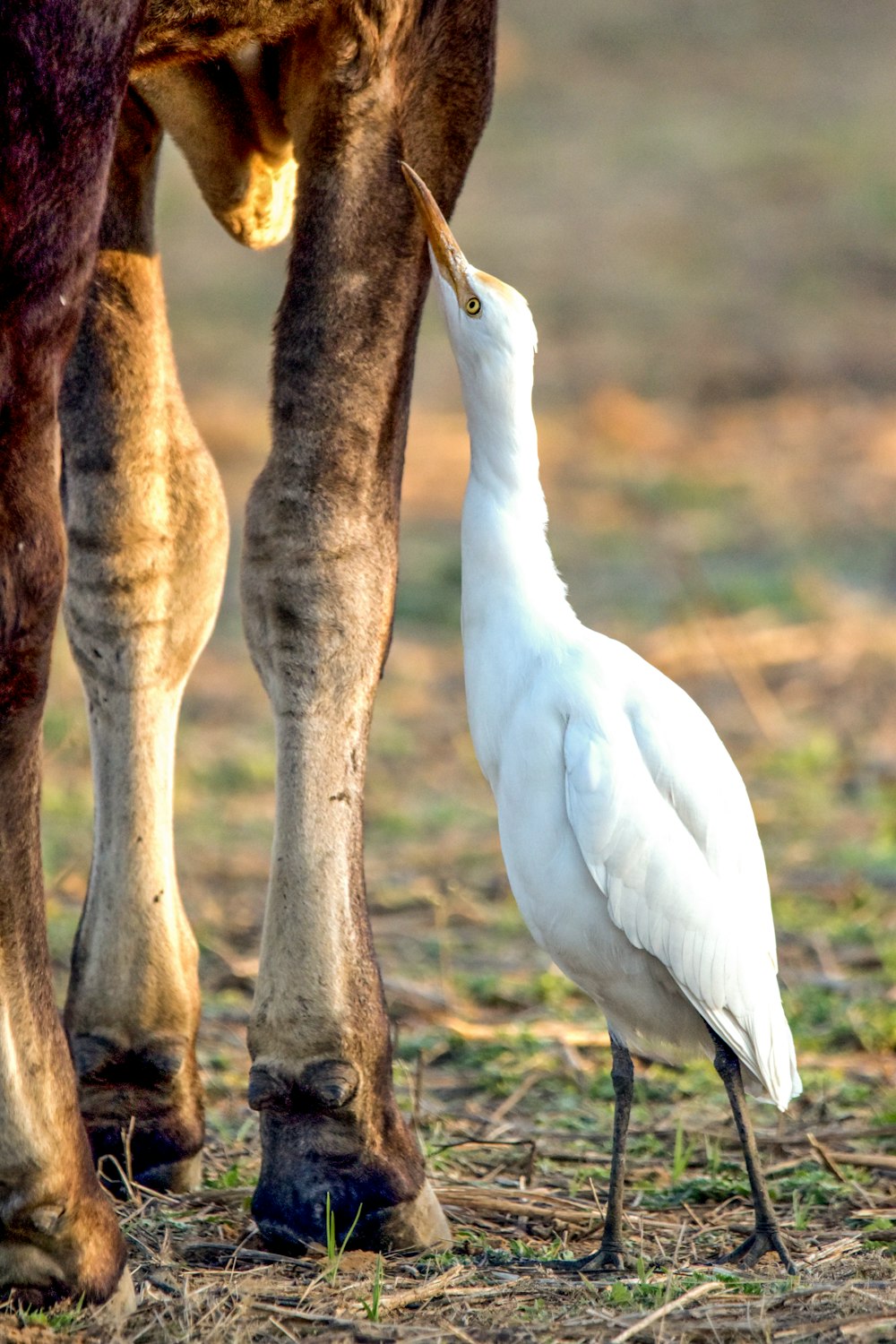 un oiseau blanc debout à côté d’un cheval