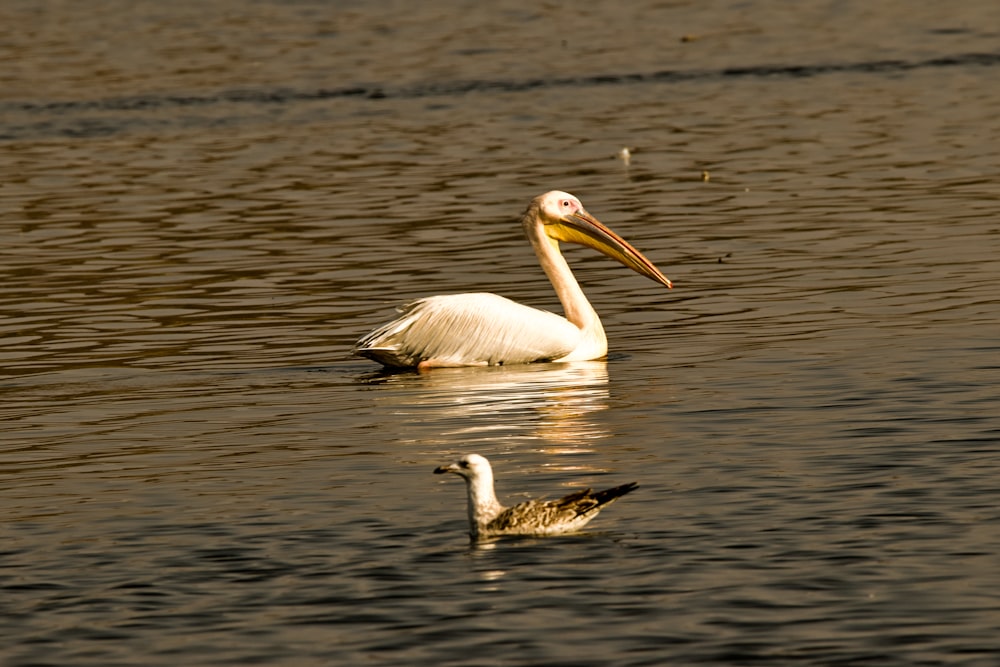 a white bird with a long beak swimming in the water