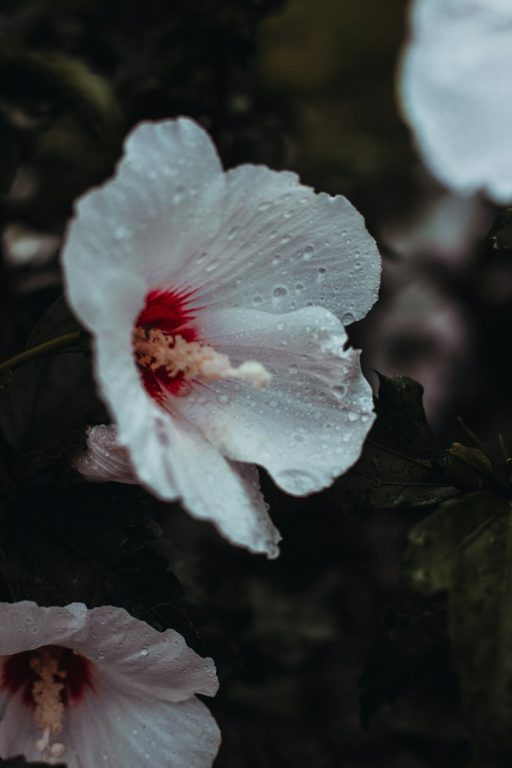 a white flower with a red center surrounded by green leaves