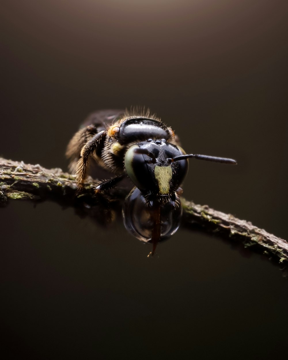 a close up of a bee on a branch