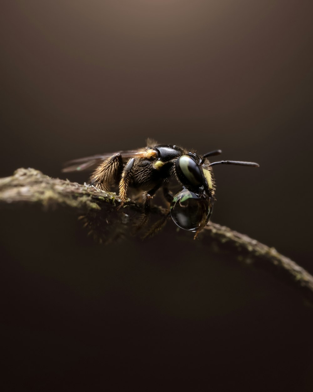 a close up of a bee on a branch