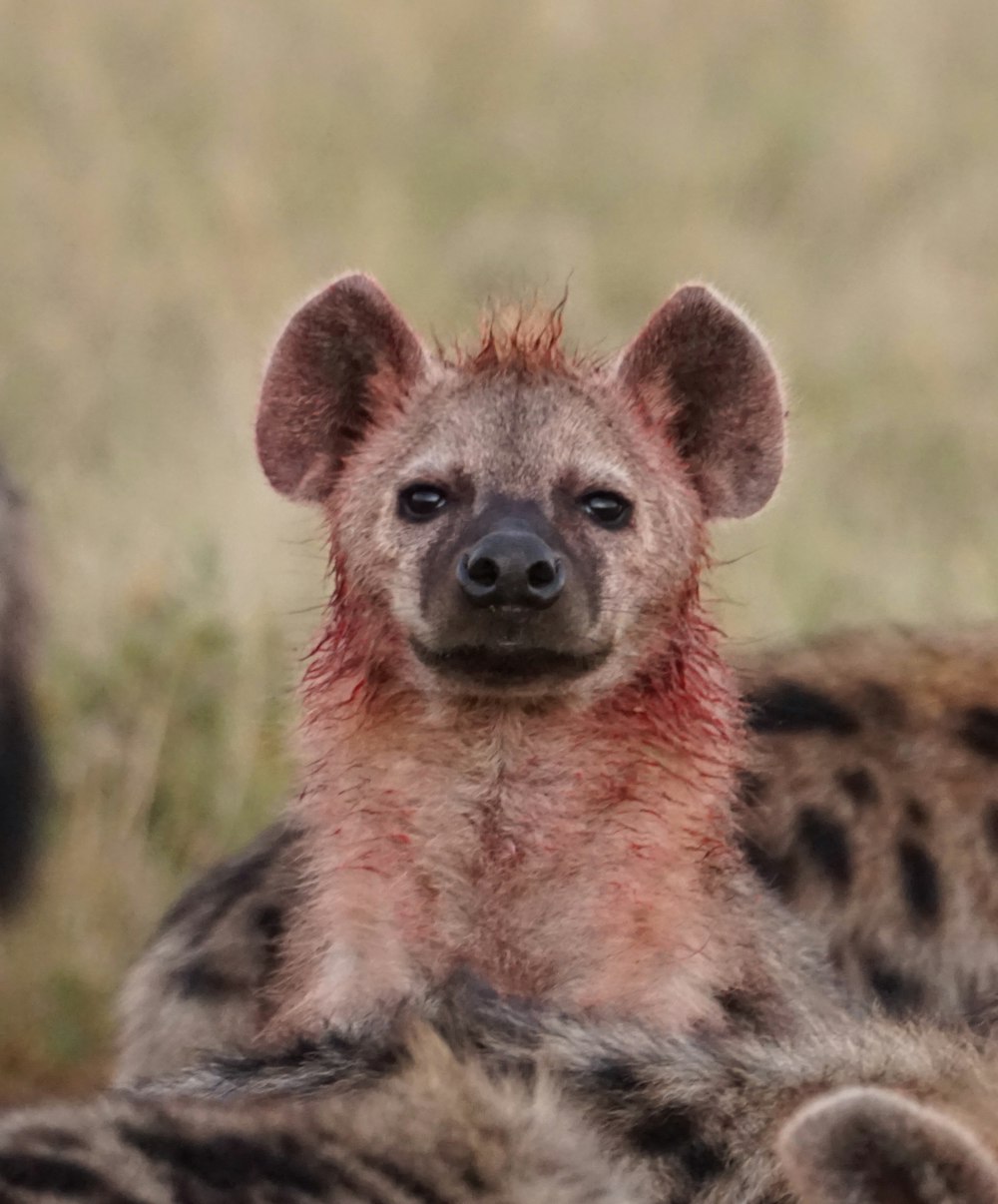 a close up of a hyena with blood on it's face