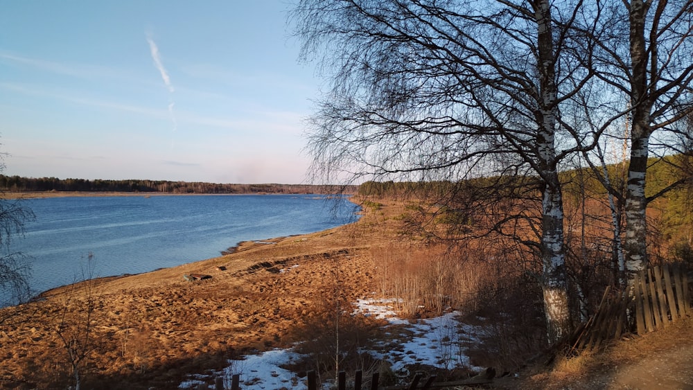 a body of water surrounded by a forest