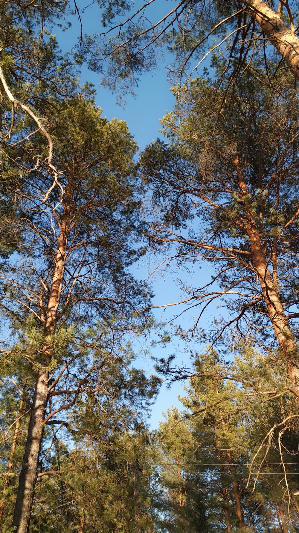 a group of tall trees standing next to each other