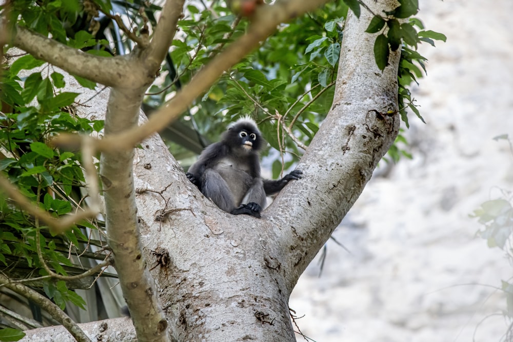 an animal sitting on a branch