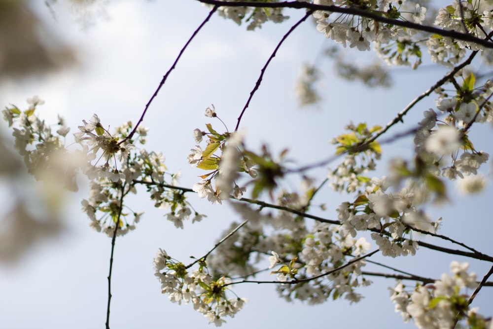 a branch of a tree with white flowers