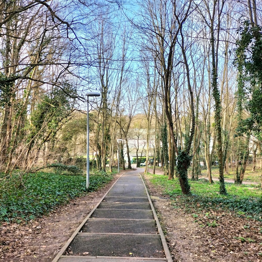 a path in the middle of a park lined with trees