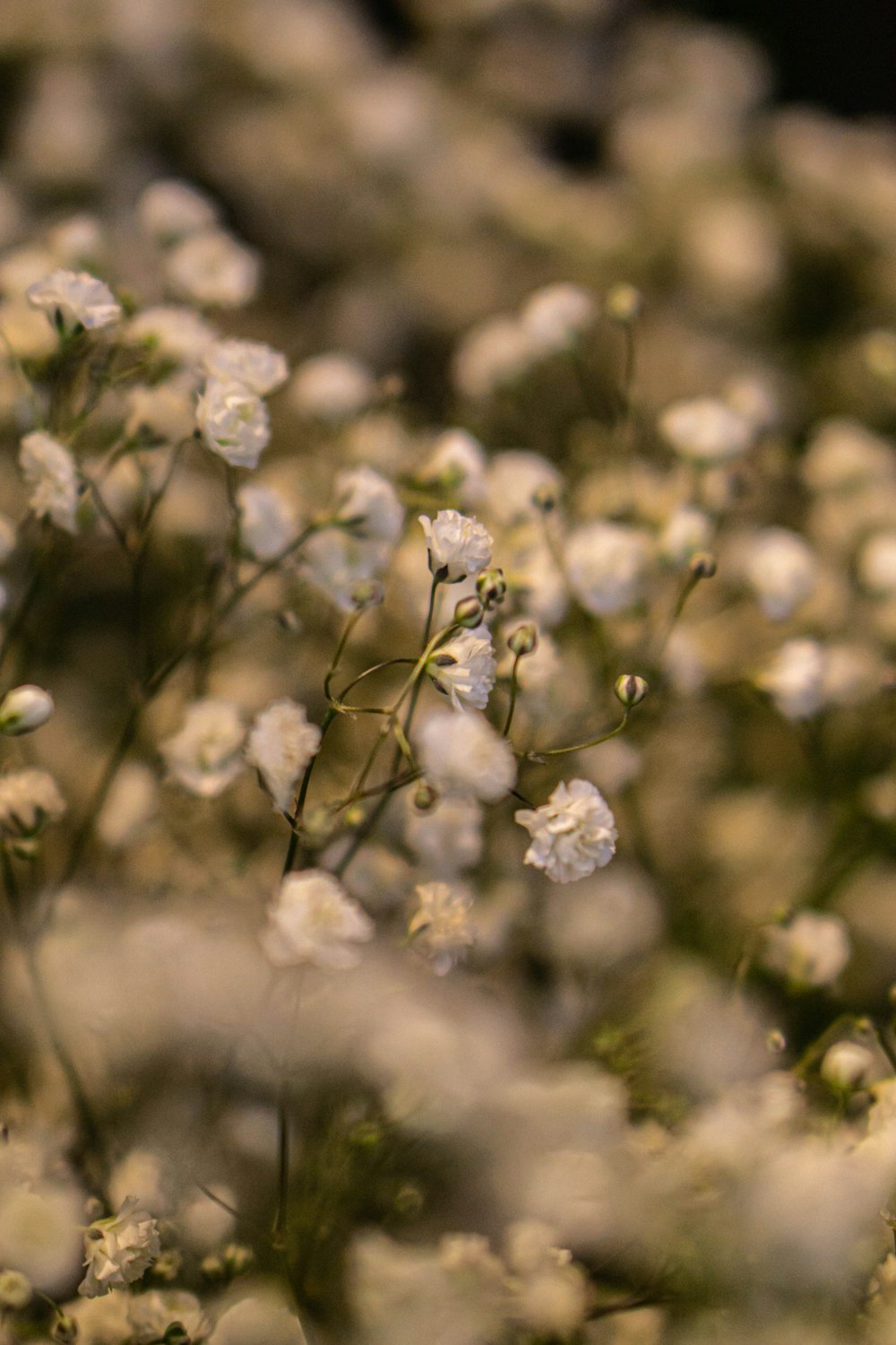 a bunch of small white flowers in a field