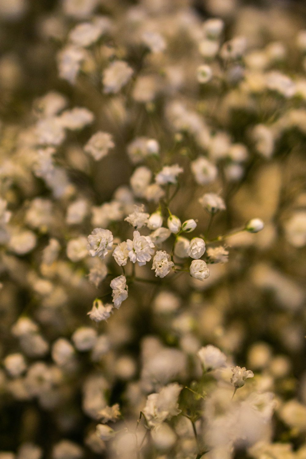 a close up of a bunch of white flowers