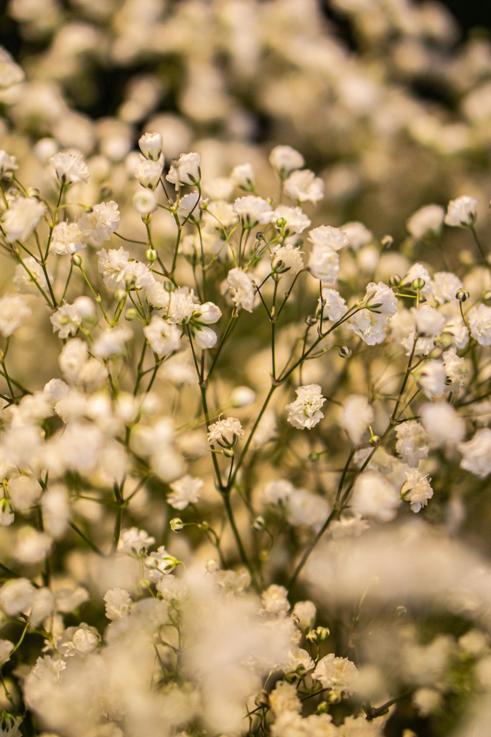 a close up of a bunch of white flowers