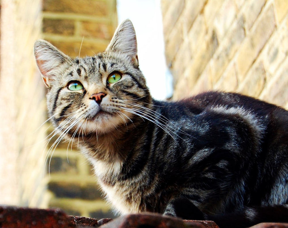 Un gatto con gli occhi verdi seduto sulla cima di un tetto