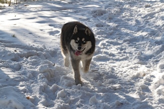 A playful Siberian Husky running through a snowy landscape, showcasing its energy and grace.