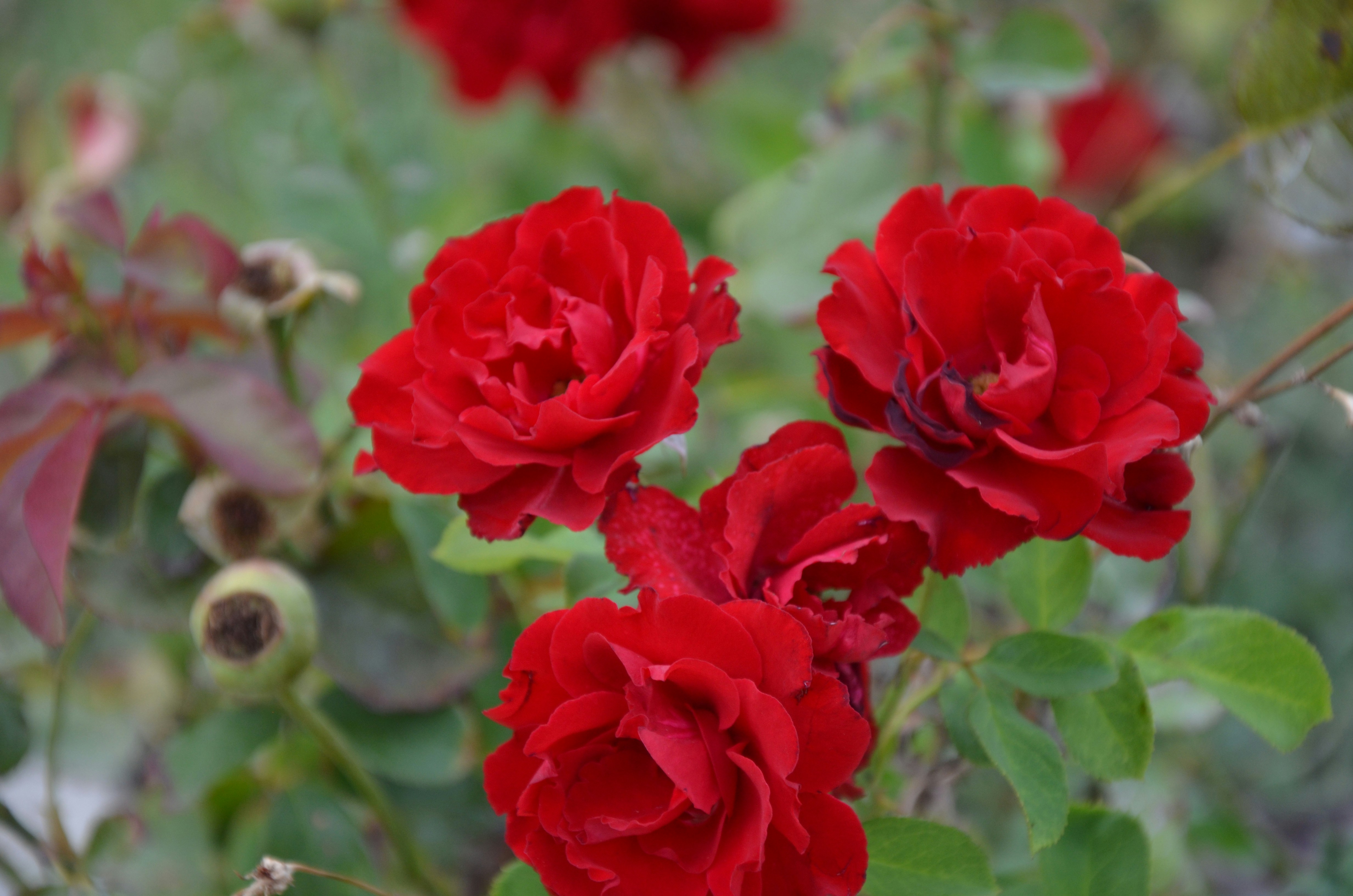 Photo by jaspercampbell