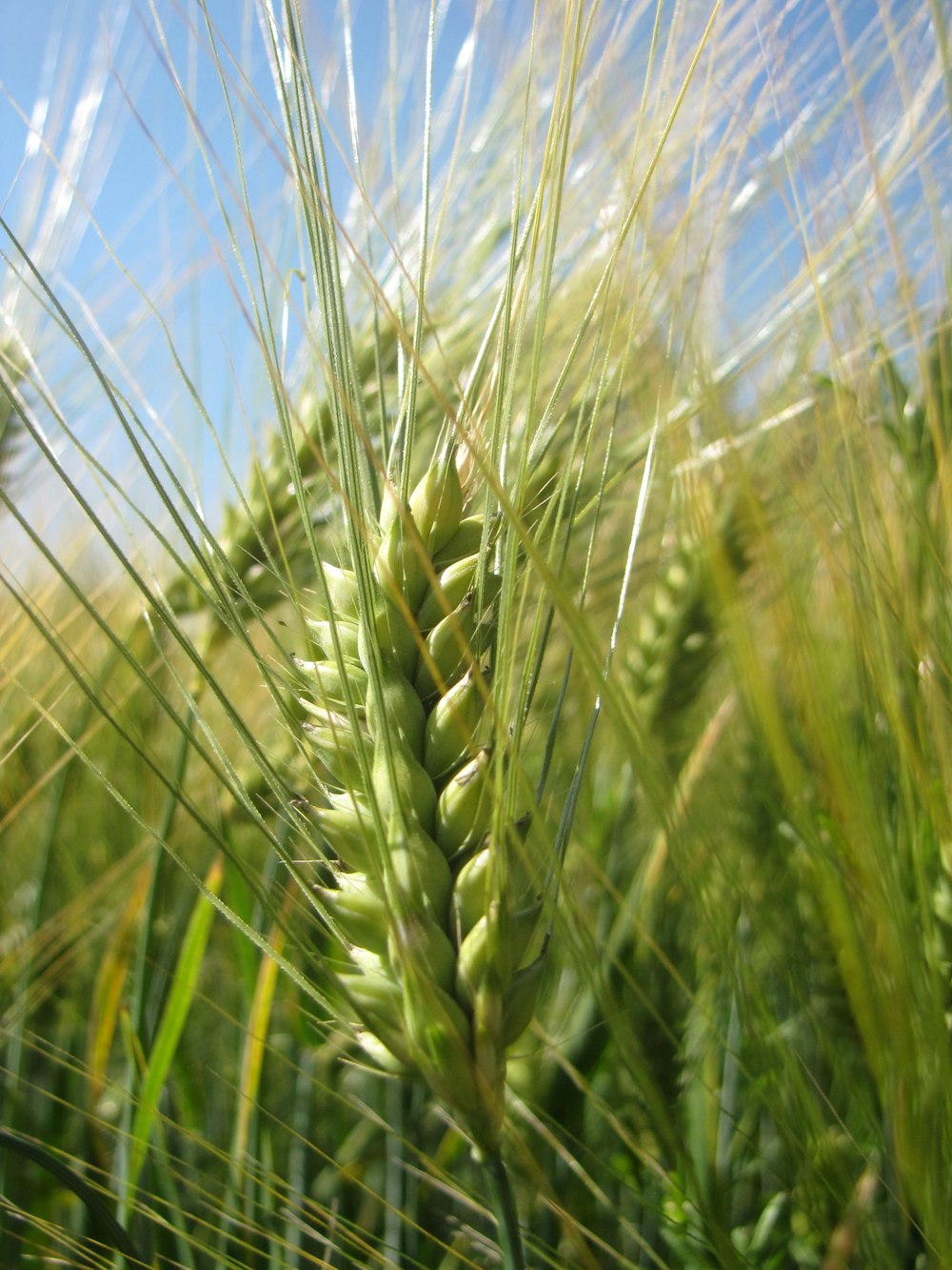 a close up of a green plant in a field