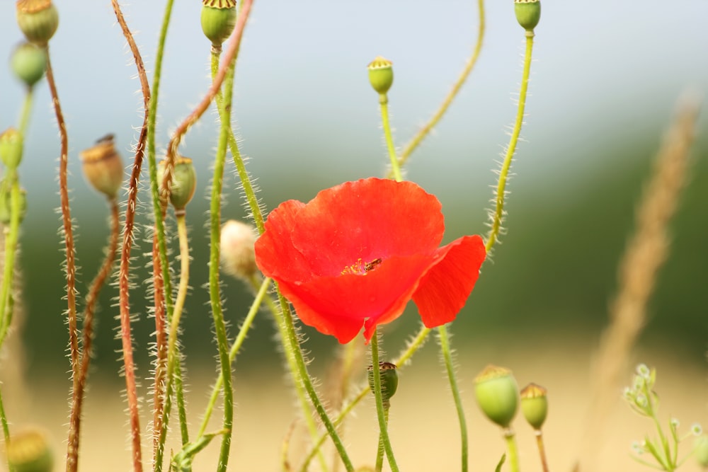 a close up of a red flower on a plant