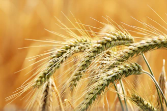 a close up of a wheat plant in a field