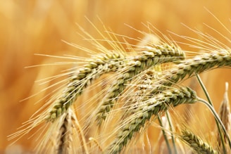 a close up of a wheat plant in a field - barley