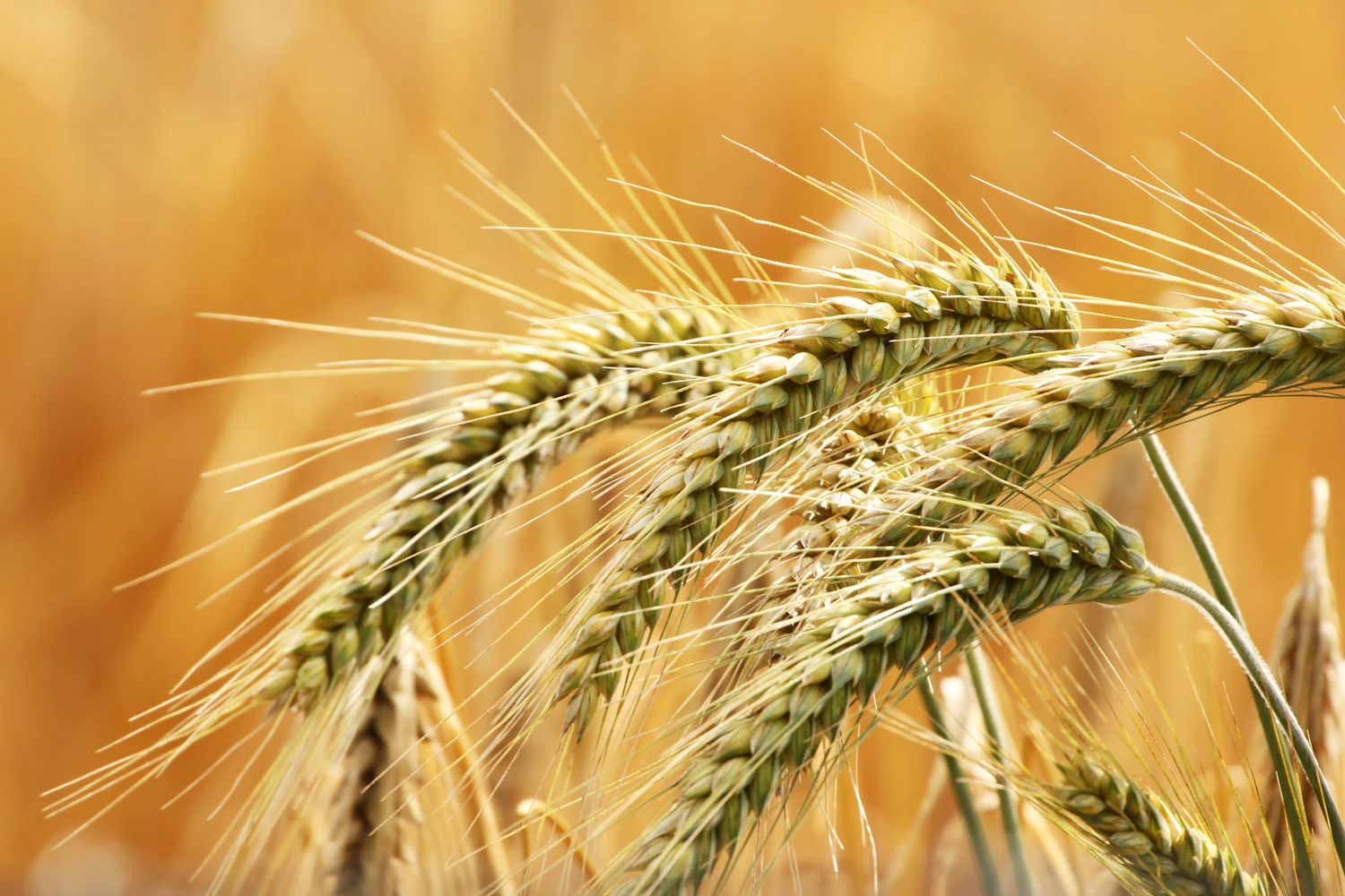 Green-gold wheat ears leaning together, close enough to count the grains