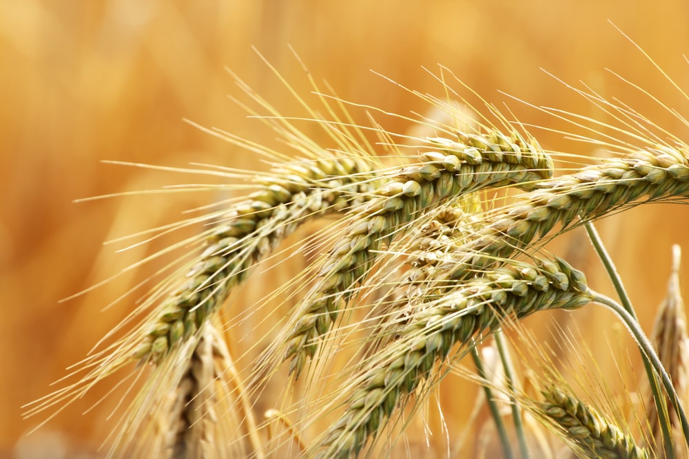 a close up of a wheat plant in a field