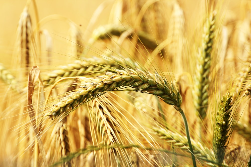 a close up of a field of wheat