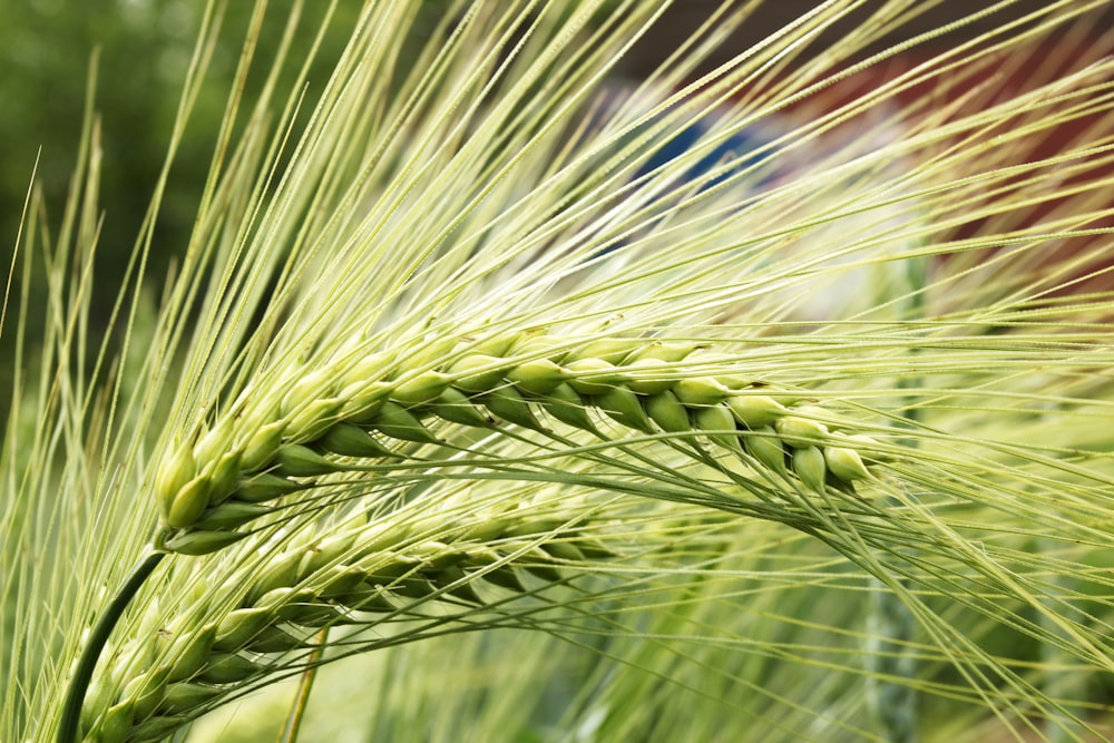 a close up of a green plant with a blurry background