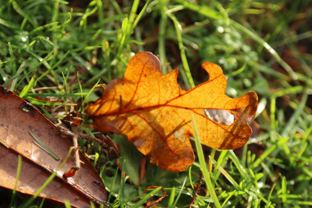 a leaf laying on the ground in the grass