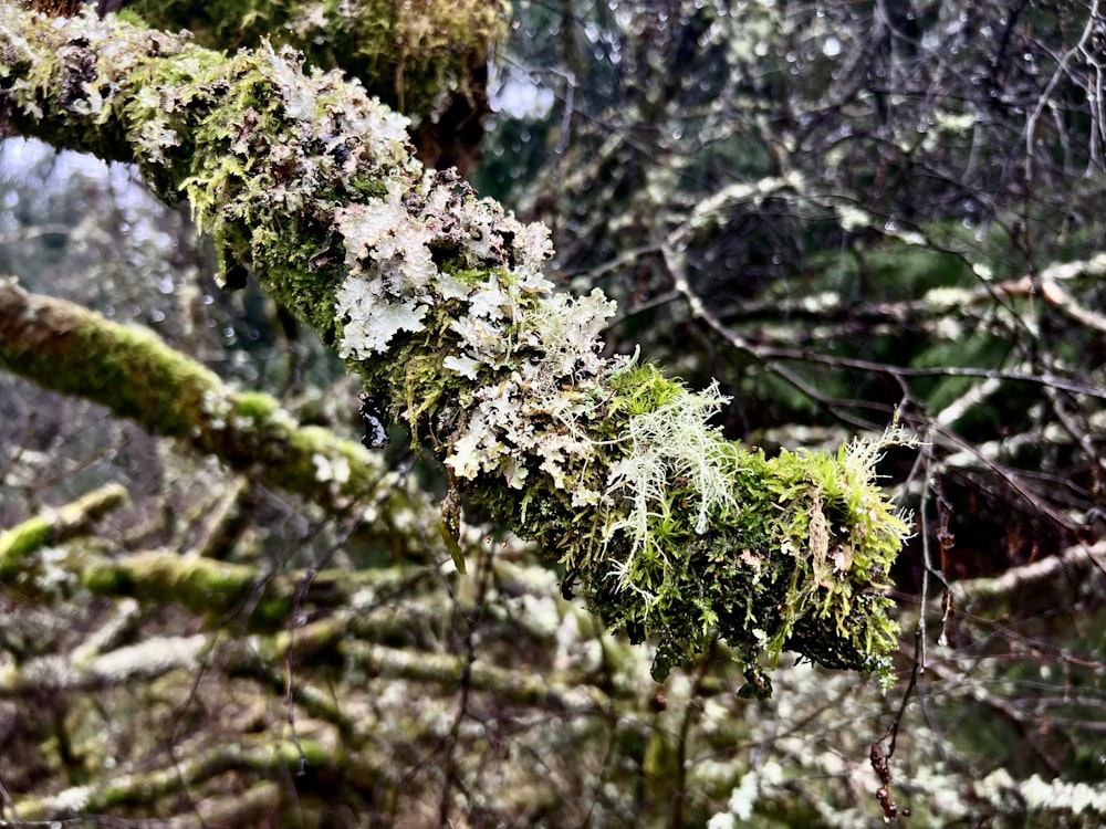 a moss covered tree branch in a forest