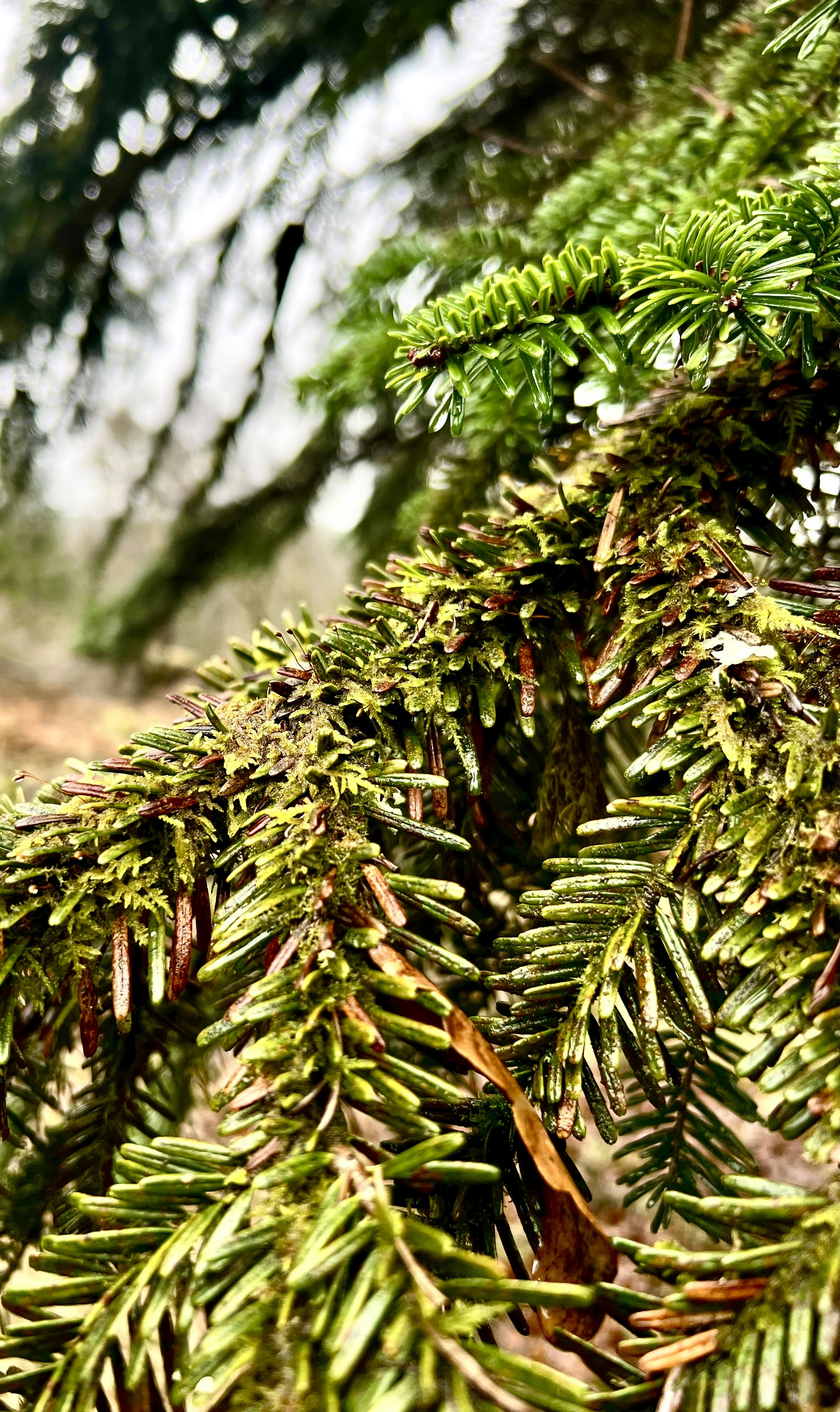 A close up of a pine tree branch photo – Free Tree Image on Unsplash