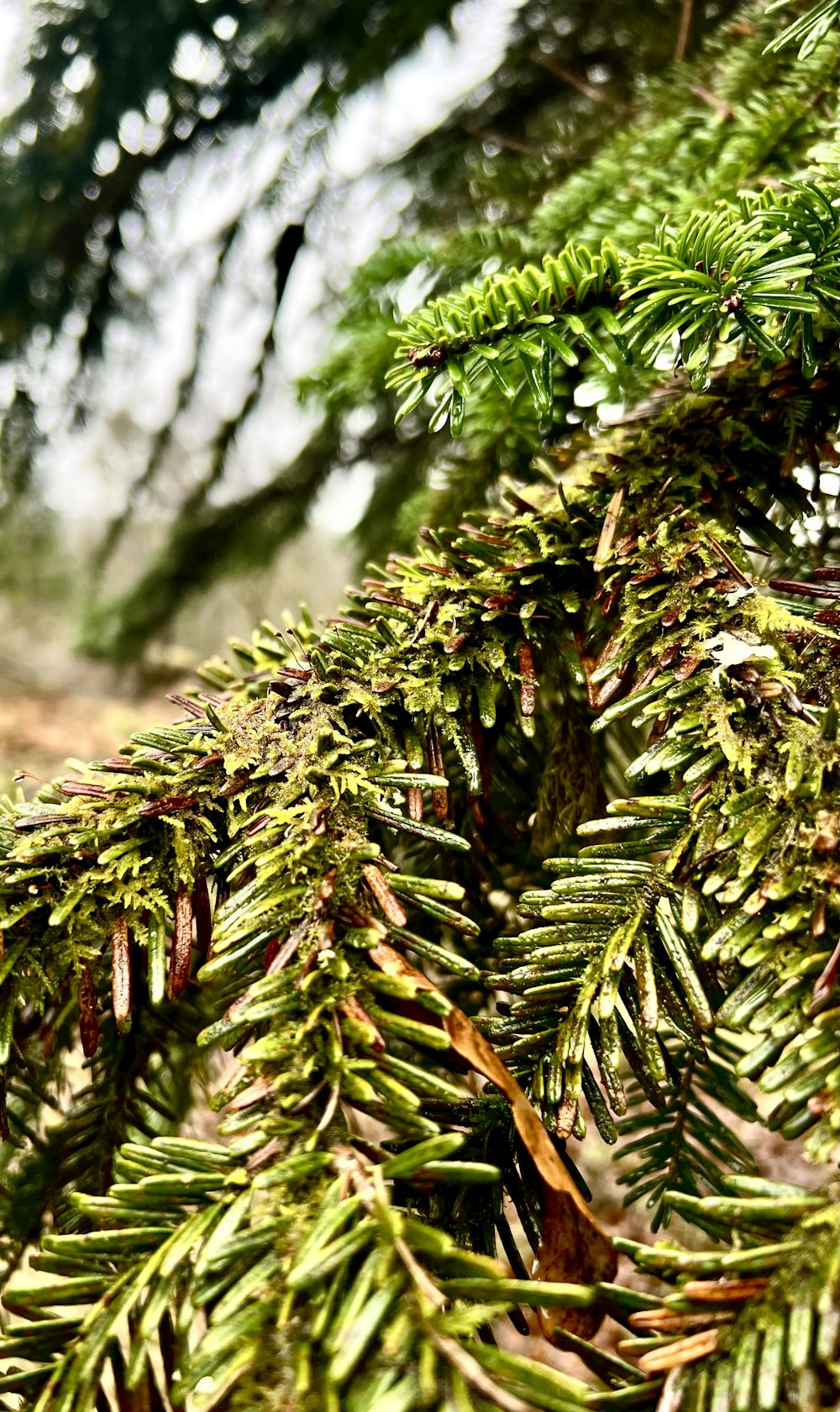 a close up of a pine tree branch