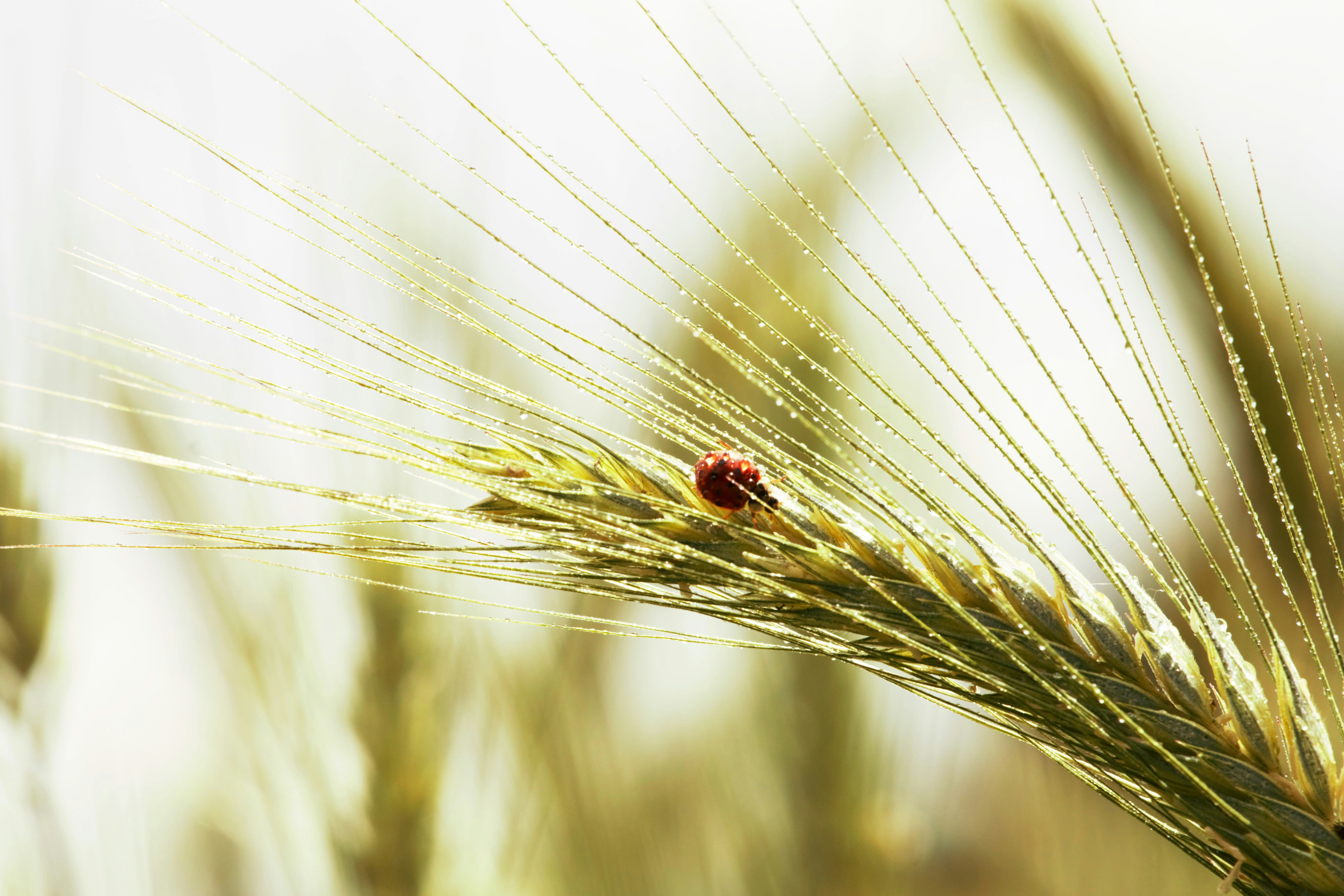 a lady bug sitting on top of a green plant