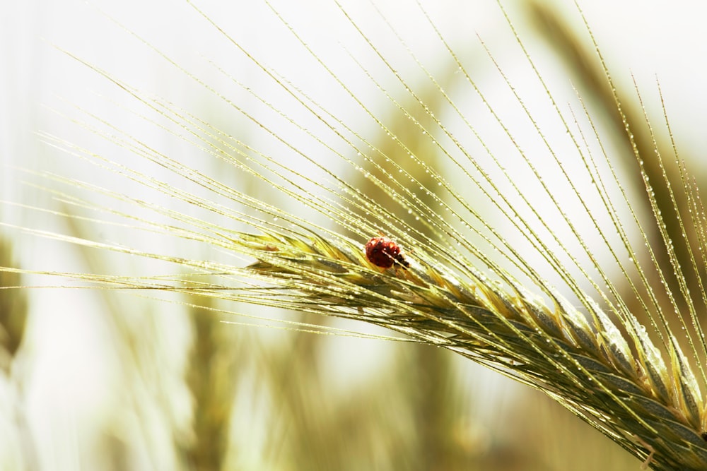 a lady bug sitting on top of a green plant