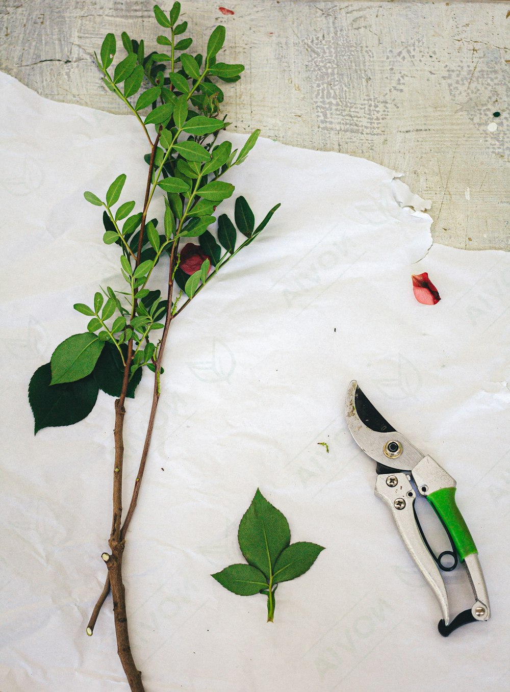 a pair of scissors sitting on top of a piece of paper next to a plant